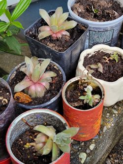 $3-$10  Sempervivum Groundcover Plants In Plastic, Ceramic, Or Cans Of Varying Condition 