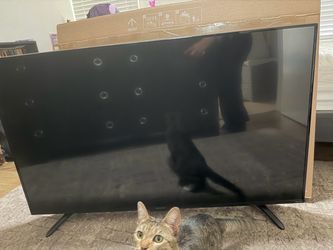 Free 55”