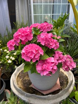 Very nice pot