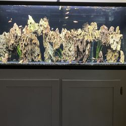 55 Gallon Aquascape, Everything Included 