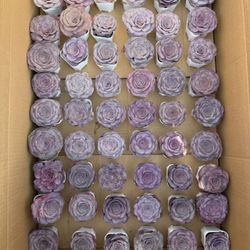 Each Purple Greenovia $10