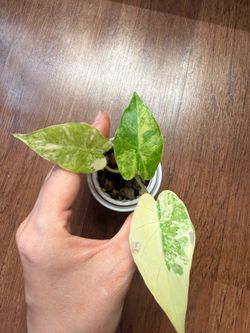 Alocasia gagaeana aurea plant