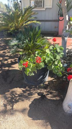 Palm And Geraniums 15gl Plant