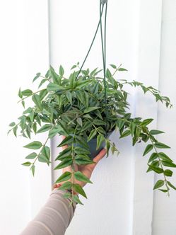 Hoya Bella Plant 6" Pot - Indoor House Plants