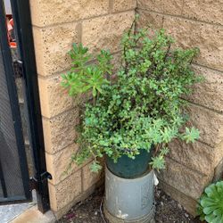 Suculenta Plant 3 In1