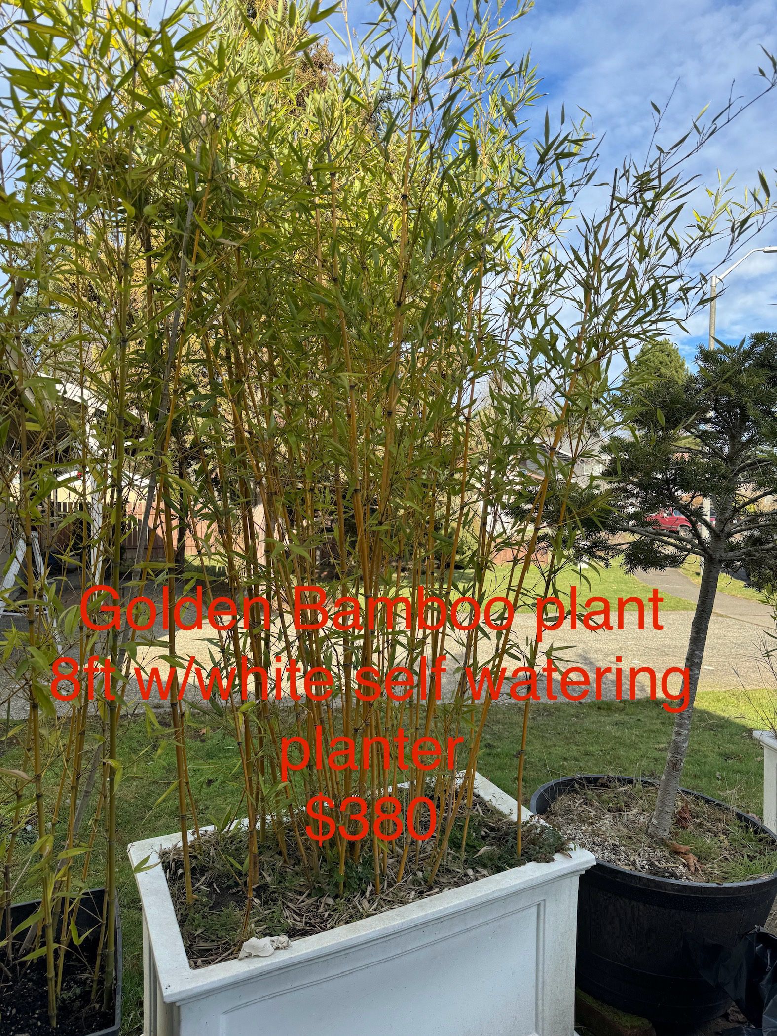 Golden Bamboo plant  8ft w/white planter