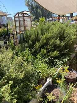Herb Bundles