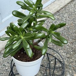Jade Plant | Friendship Tree