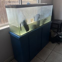 Desk And Tank With Turtle 