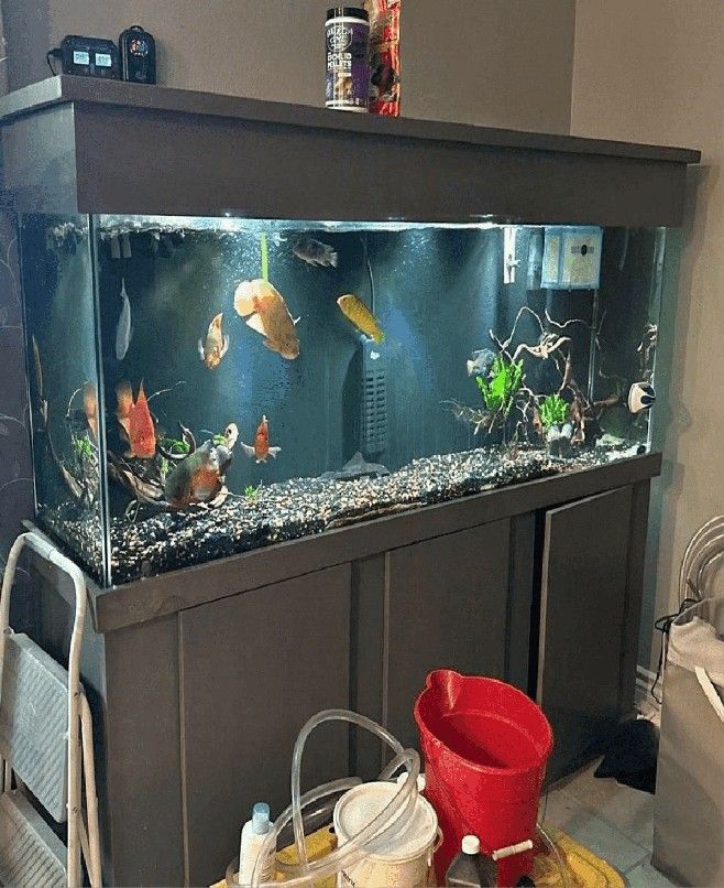 general any Premium Aquarium Setup – Stylish Design and Superior Quality