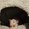 Gilberto