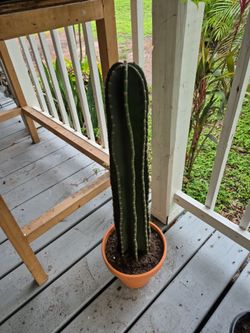 Pervarian Apple Cactus