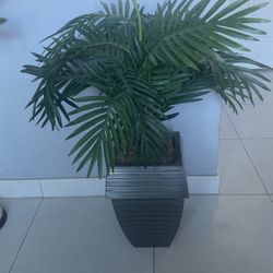 Plant