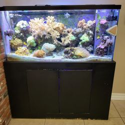 Salt Water Aquarium 120 G Please Don't ask Separately Part Or Corals. 