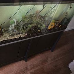 Fish Tank 