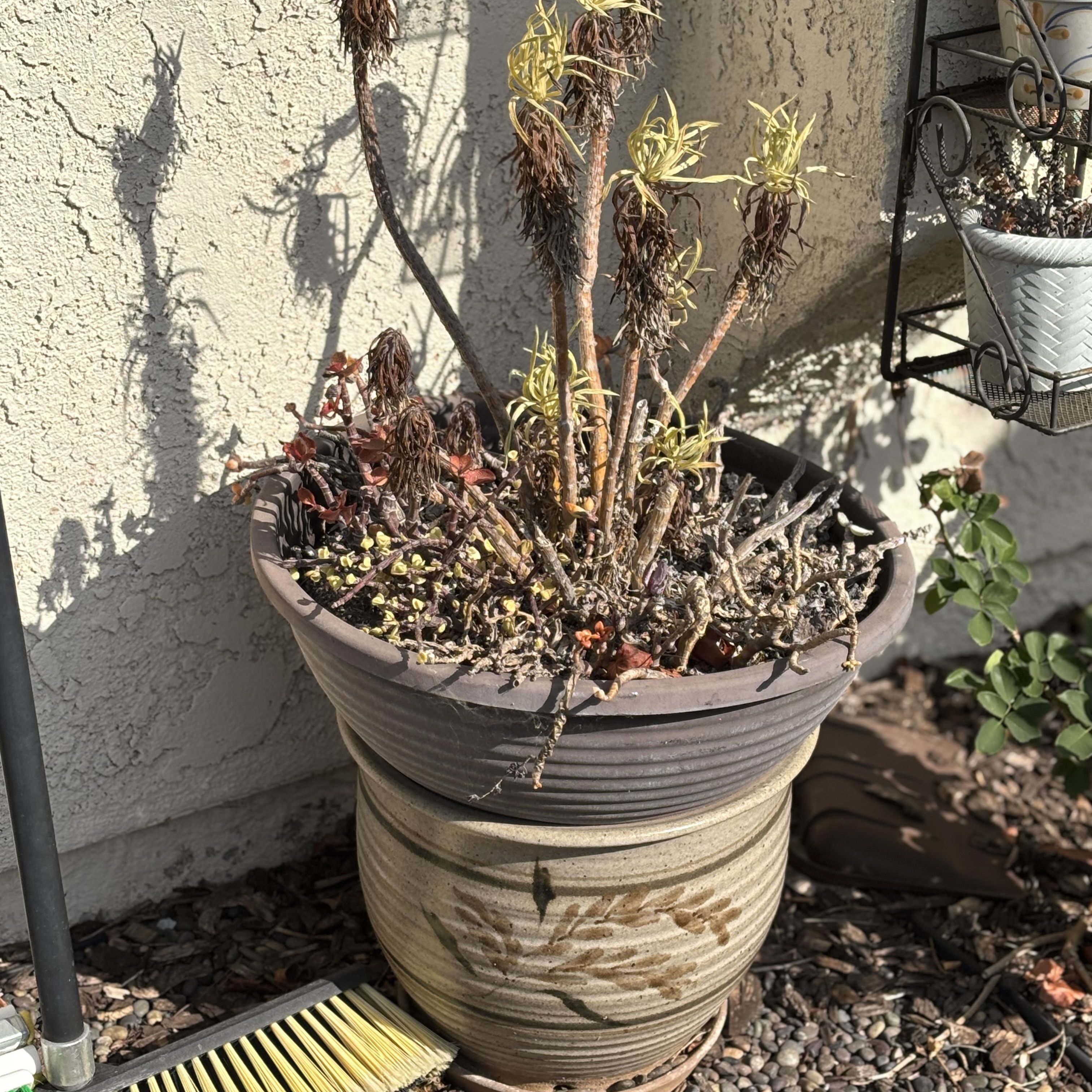 Variety planters - some with plants needing TLC