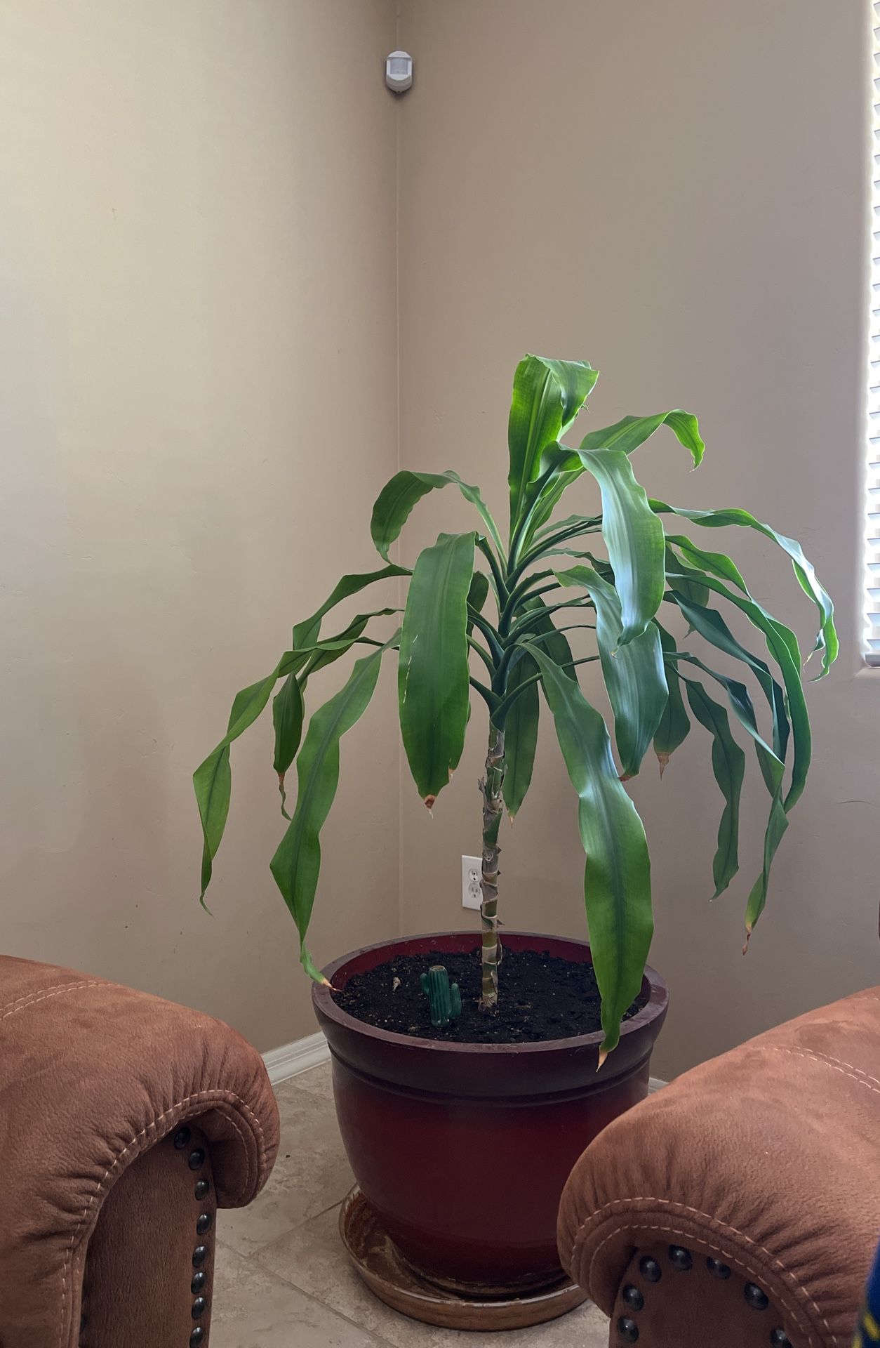 Indoor Plant Large Pot