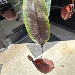 Nepenthes Ventricosa X Ampularia Black miracle 