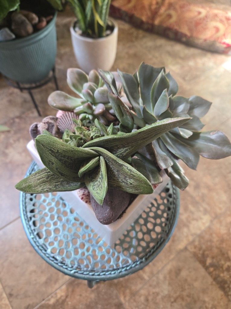 Succulent Arrangement In New 6in Ceramic Pot
