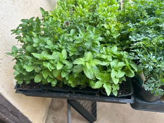 Herbs 4$ each