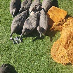 7 Decoy Ducks