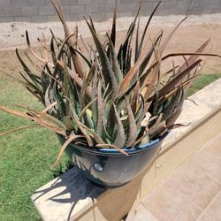 Free Aloe Vera Plant Only No Pot