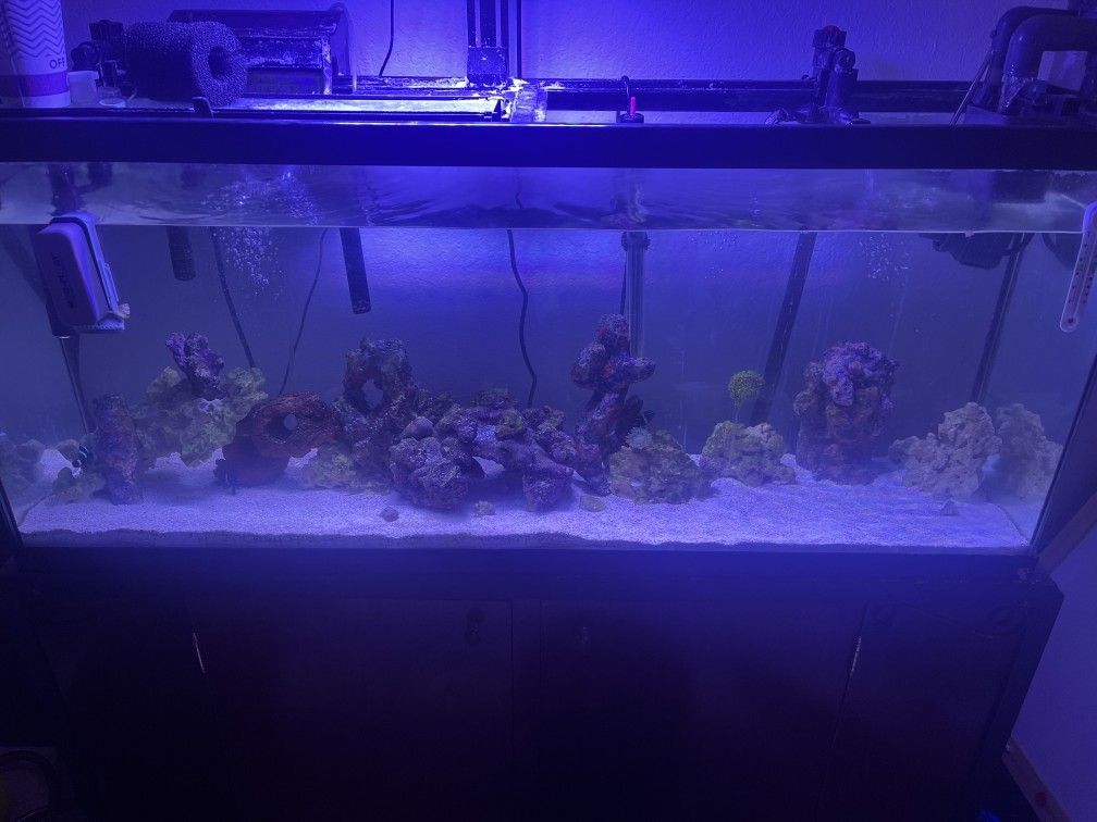 Fish Tank