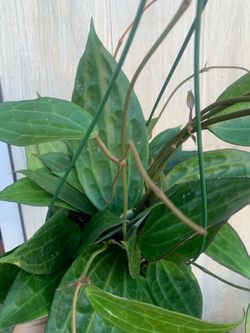 Hoya Microphyllia. Indoor plants