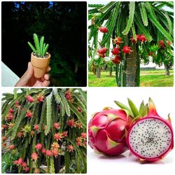 $5 Each | Dragon Fruit Cactus | Fruit-Priducing, Flowering Cactus | Quick Growing | Starter Plant | 2” Pot
