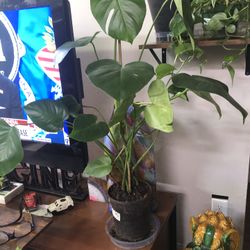 Monstera Plant 🪴 