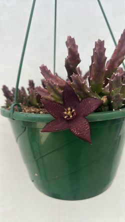 Stapelia