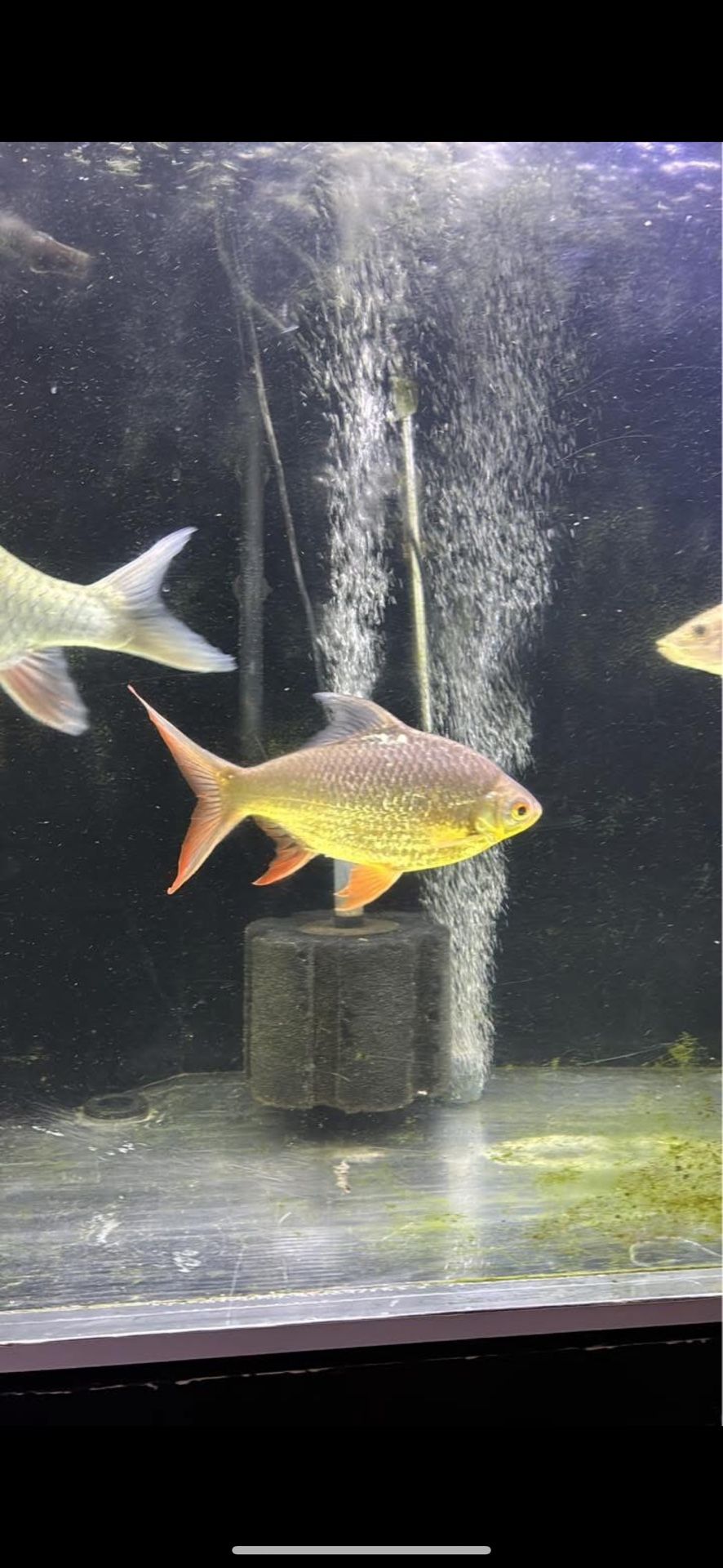 Fish Tank