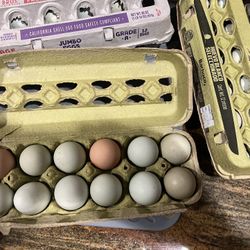 Farm Fresh Chicken  Eggs