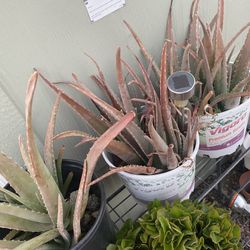 Aloe Vera, Thai holy Basil, Basil, Snake Plant and Kaffir Plant (Makrut)