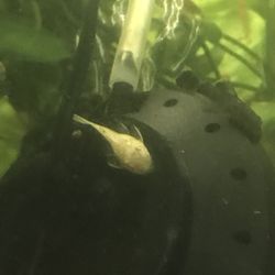 Aquarium Plants And Decorations