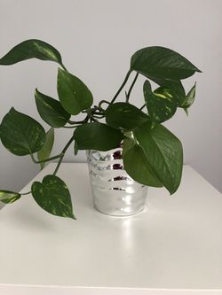 $25 very nice live Indoor plant with a silver pot pick up Gahanna