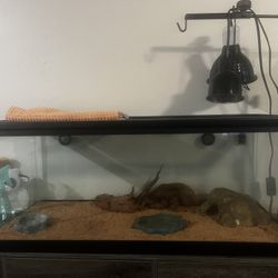 Selling 20 Gallon Tank With Everything Shown 