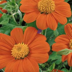 MEXICAN SUNFLOWER SEEDS!