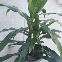 $14 Shade/ House Plant