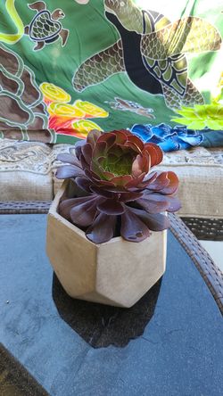Succulent in pot