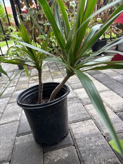 Dracaena Plant in Black Nursery Pot