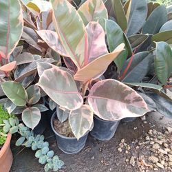 Variegated Rubber Plant