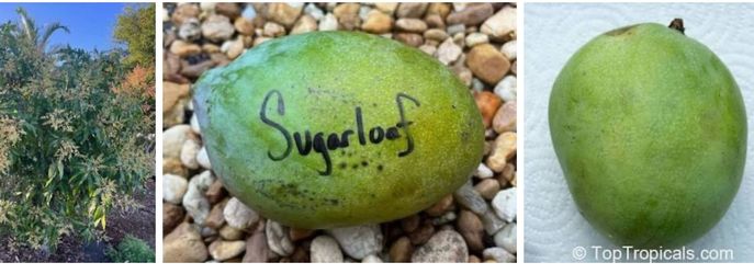 Sugarloaf mango trees