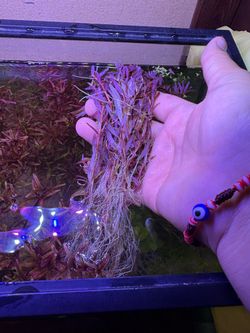 rotala red bunch