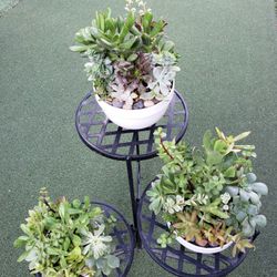 Succulent Arrangements