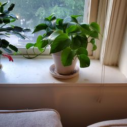 Pothos, Coffee Plants And More!