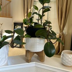 Beautiful House Plant 