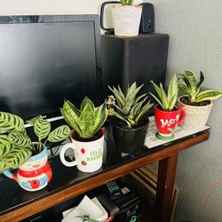 Plants For Sale 8 Each 