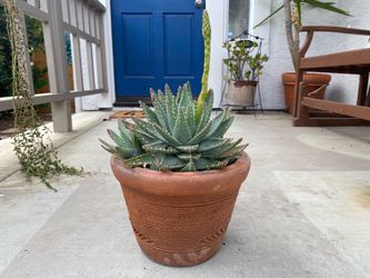 Spiky Star Succulent in Pot