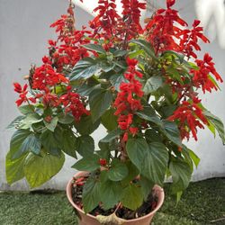 Plant Red Flowers $25